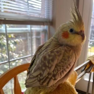 Meet your Posher, Tracey